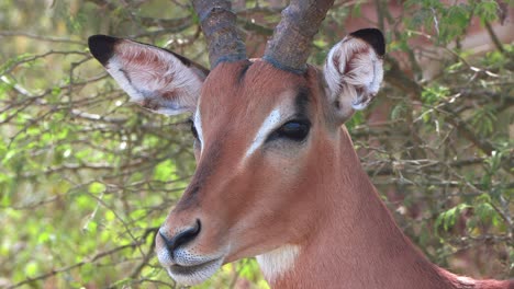 Close-up-of-a-male-Impala's-head-and-face-as-he-then-moves-out-of-the-frame