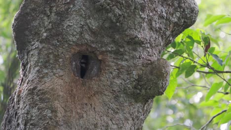 Nashornvogel-Juvenil-Schnabel-In-Natürlichen-Höhlen-Nest