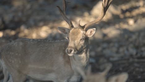 A-close-up-smooth-shot-of-a-young-wild-deer-with-huge-sharp-horns,-warm-sun-lighting-on-his-face,-Slow-motion-4K-video,-wildlife-in-America