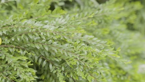 Tranquil-Botanical-Beauty:-Slow-Motion-Sticky-Wattle-Swaying-in-Breeze