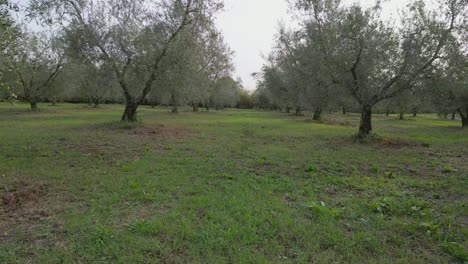 Drohne-Fliegt-Zwischen-Den-Olivenbäumen