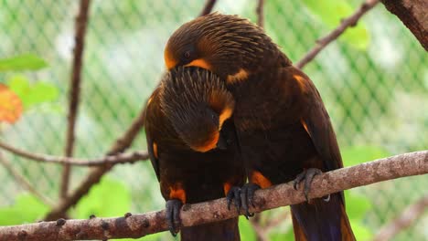 Lovebird-brown-lory-perched-side-by-side-on-the-tree-branch,-preening-and-grooming-each-others'-feathers-in-the-enclosure,-close-up-shot-of-an-exotic-parrot-bird-species-native-to-northern-New-Guinea