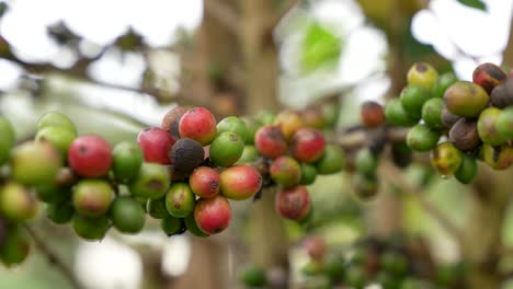 Close-up-of-ripe-and-green-coffee-fruit-on-the-plant,-agriculture-and-production-concept