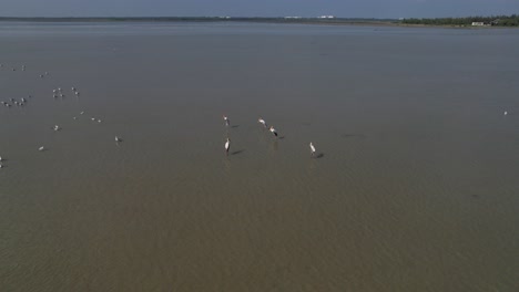 En-El-Video-Se-Muestran-Diferentes-Tipos-De-Aves-Volando-Juntas-En-Un-Santuario-Natural,-Que-También-Incluye-Imágenes-Aéreas-De-Aves-Cazando-Peces-En-Un-Pantano-Remanso.