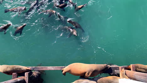 Seelöwen-Faulenzen-Auf-Kaistützen-In-Santa-Cruz,-Einem-Beliebten-Ort-Zur-Tierbeobachtung,-Unter-Dem-Hellen-Tageslicht