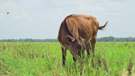 Young-cow-grazing-on-green-meadow