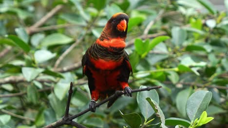 Feliz-Lory-Oscuro,-Pseudeos-Fuscata-Posado-En-La-Rama-De-Un-árbol,-Moviendo-La-Cabeza-Y-Llamando-En-Medio-Del-Entorno-Forestal,-Mostrando-Entusiasmo,-Buscando-Atención,-Primer-Plano