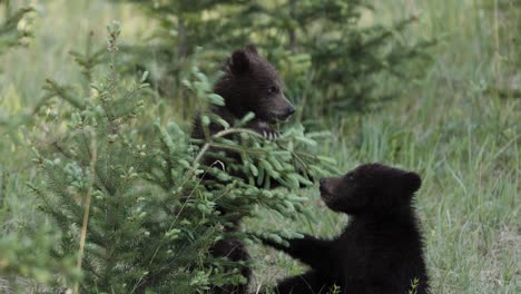 Two-grizzly-bear-cubs-wander-through-a-grassy-field,-sniffing-around-and-occasionally-stopping-to-graze