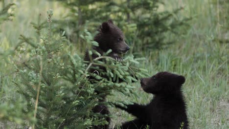 Dos-Cachorros-De-Oso-Grizzly-Deambulan-Por-Un-Campo-De-Hierba,-Husmeando-Y-Deteniéndose-Ocasionalmente-Para-Pastar.