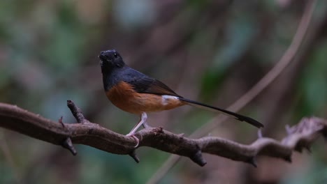 Facing-to-the-left-as-the-camera-zooms-out-sliding-towards-the-left,-White-rumped-Shama-Copsychus-malabaricus,-Thailand