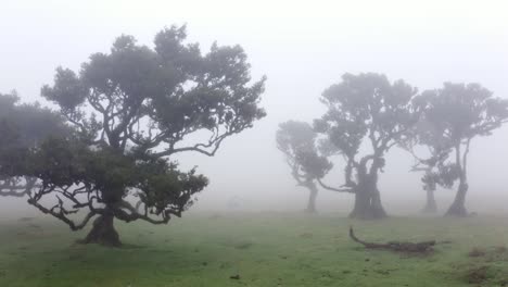 Drone-video-of-magical-forest-with-fog-in-madeira,-portugal