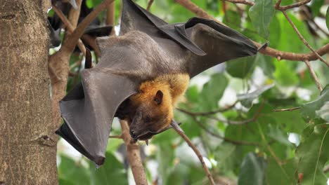 Lyle&#39;s-Flying-Fox-Klebt-An-Ästen-Und-Lässt-Seinen-Kopf-Zum-Schlafen-Hängen