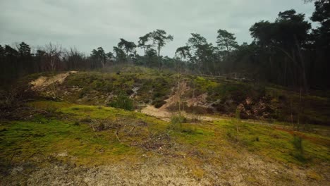 Moss-covered-hilly-sand-dunes-in-winter-Netherlands-Brabant-landscape