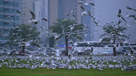 Migratory-birds-during-a-misty-morning-flying-over-a-park-in-an-urban-area-in-the-United-Arab-Emirates