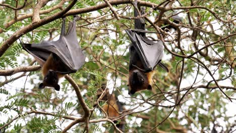 Wildtier-Großer-Flughund-Oder-Malaysischer-Flughund,-Eine-Große-Fledermaus-Unter-Büschen