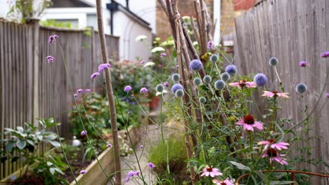 Peaceful-London-city-garden-in-early-autumn-with-Echinacea,-Verbena-and-Echinops-flowers-swaying-in-the-wind