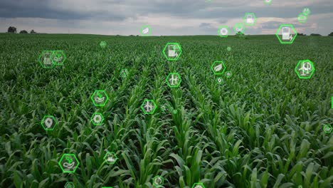 Iconos-De-Tecnología-Verde-Se-Superponen-A-Un-Denso-Campo-De-Maíz-Que-Simboliza-La-Agricultura-Sostenible