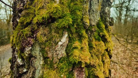 Close-up-of-moss-covered-green-tree-trunk-and-reveal-of-arid-forest-during-winter