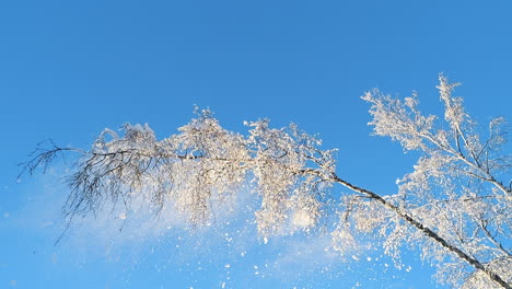 Frostbedeckte-Äste-Vor-Einem-Klaren-Blauen-Himmel-Mit-Langsam-Fallenden-Schneeflocken