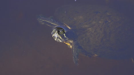 Painted-turtle-poking-head-out-of-water-and-continuing-swimming-on