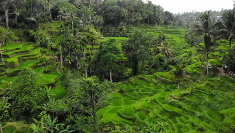 Beautiful-Tegallalang-rice-terraces-on-Bali,-Indonesia