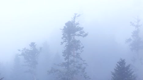Luftaufnahme-Einer-Umlaufbahn-Um-Magische-Hohe-Bäume,-Umgeben-Von-Nebel-In-Einem-Bergwald