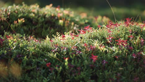 A-soft-carpet-of-blueberry-shrubs,-grass,-moss,-and-lichen-in-the-autumn-tundra
