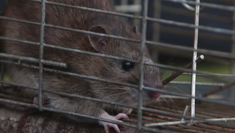 Closeup-of-a-Brown-Rat,Rattus-norvegicus,-in-wire-live-trap