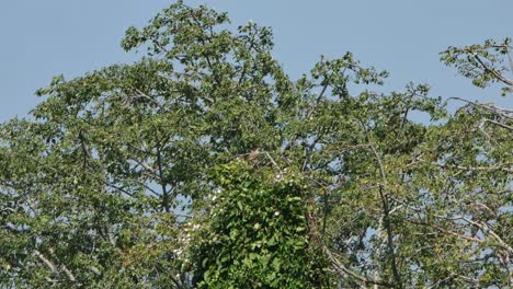 La-Cámara-Se-Acerca-Y-Revela-Este-Pájaro-En-El-Medio,-Encima-De-Un-árbol-Que-Lucha-Contra-El-Viento,-Buitre-De-Alas-Rufas-Butastur-Liventer,-Tailandia