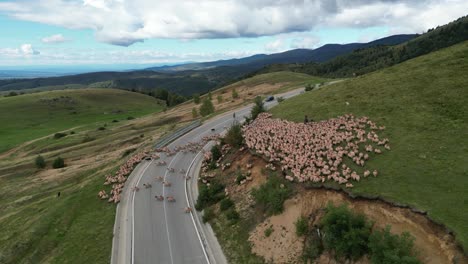 Schafherde-überquert-Transalpina-Straße,-Geführt-Von-Einem-Hirten-In-Den-Karpaten,-Rumänien---Luftaufnahme-4k