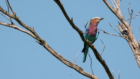 Lilac-breasted-roller-bird-sitting-in-a-tree