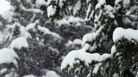 Colorado-super-slow-motion-snowing-snowy-spring-winter-wonderland-Christmas-blizzard-white-out-deep-heavy-wet-snow-powder-on-pine-tree-national-forest-Loveland-Berthoud-Pass-Rocky-Mountain-upward-pan