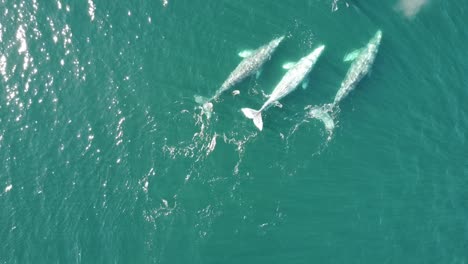 Ballenas-Grises-Nadando-En-Baja-California-Sur,-México,-Con-El-Sol-Brillando-En-Aguas-Turquesas,-Vista-Aérea