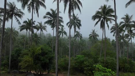 Neblige-Ko-Samui-Palmenlandschaft-Thailand