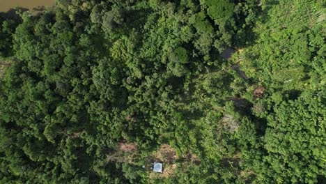 Foto-Superior-Del-Denso-Bosque-Amazónico-En-Colombia.