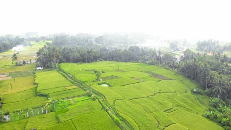 A-dense-fog-over-lush-green-rice-fields-in-Bali,-Indonesia