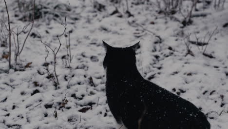 Gato-Mascota-En-El-Bosque-Nevado-En-El-Frío-Día-De-Invierno
