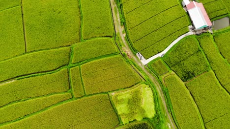 Luftaufnahme-Von-Grünen-Reisfeldern-Und-üppiger-Vegetation-In-Bali,-Indonesien