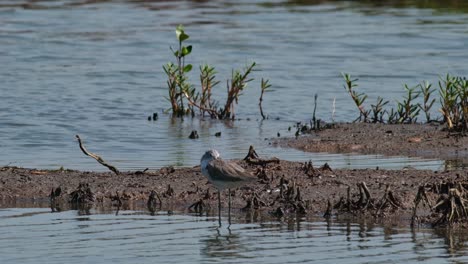 Die-Kamera-Zoomt-Heraus,-Während-Dieser-Vogel-Ruht,-Flussuferläufer-Actitis-Hypoleucos,-Thailand