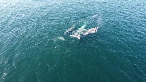 Ballenas-Grises-En-Las-Aguas-Azules-De-Baja-California-Sur,-México,-Vista-Aérea