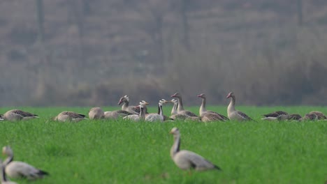 Flock-of-Greylag--goose-in-wheat-fields
