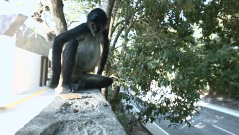 A-Spider-monkey-sitting-on-fence-notices-a-cracker-and-crawls-over-to-pick-it-up-and-eat-it