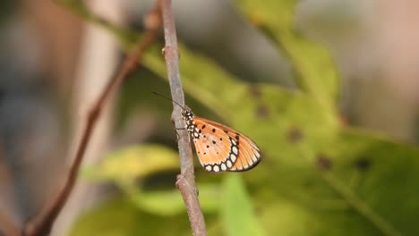 Beautiful-butterfly-in-stick-
