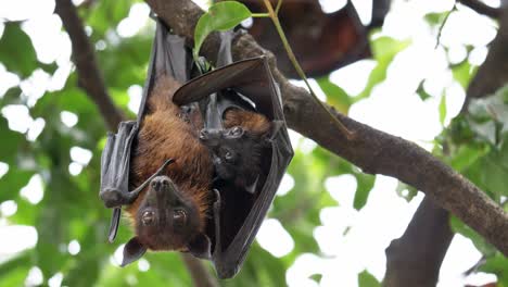 Lyle's-flying-fox-on-a-tree-in-tropical-rain-forest