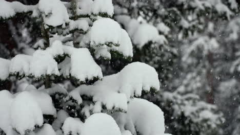 Peaceful-snow-Backcountry-Berthoud-Pass-Colorado-super-slow-motion-snowing-snowy-spring-winter-wonderland-blizzard-white-out-deep-snow-powder-on-pine-tree-national-forest-Rocky-Mountains-static-shot