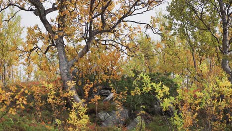 Colorido-Follaje-Otoñal-En-Los-árboles-En-La-Tundra-Otoñal