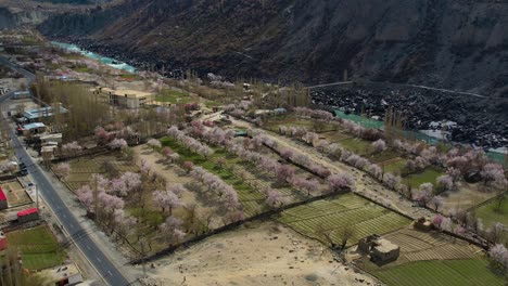 Vista-Aérea-De-Hileras-De-Cerezos-En-Flor-En-El-Suelo-Del-Valle-En-Skardu,-Gilgit-Baltistán