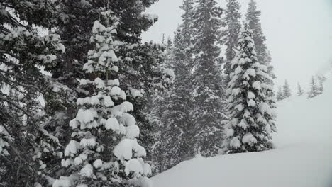Colorado-Weihnachtsbäume-Colorado-Super-Zeitlupe-Schneit-Schneebedeckter-Frühling-Winterwunderland-Schneesturm-Weiß-Draußen-Tiefer-Schnee-Pulver-Auf-Kiefer-Nationalwald-Loveland-Berthoud-Pass-Felsige-Bergrutsche