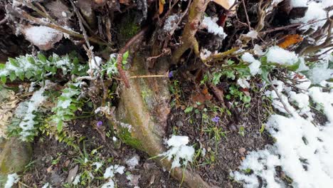 colorful-flower-of-spring-season-in-forest-in-the-late-winter-snow-cover-the-snowfall-on-flowers-ruscus-viola-parrotia-persica-tree-trunk-in-the-middle-of-untouched-nature-natural-wonderful-tree-base