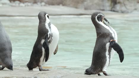 Halbtotale-Aufnahme-Von-Pinguinen-Im-Zoo,-Die-Sich-Kratzen